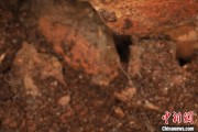 摇卦问事江西发现蜘蛛新物种 为研究呵叻蛛属适应区域提供依据